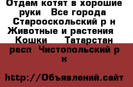 Отдам котят в хорошие руки - Все города, Старооскольский р-н Животные и растения » Кошки   . Татарстан респ.,Чистопольский р-н